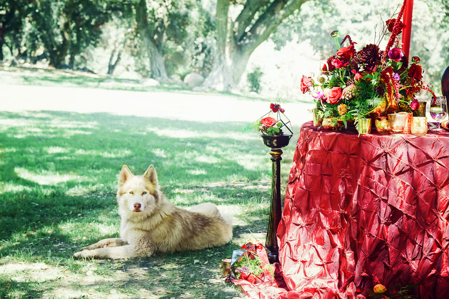 terra flowers, dogs at weddings, wolf wedding, red